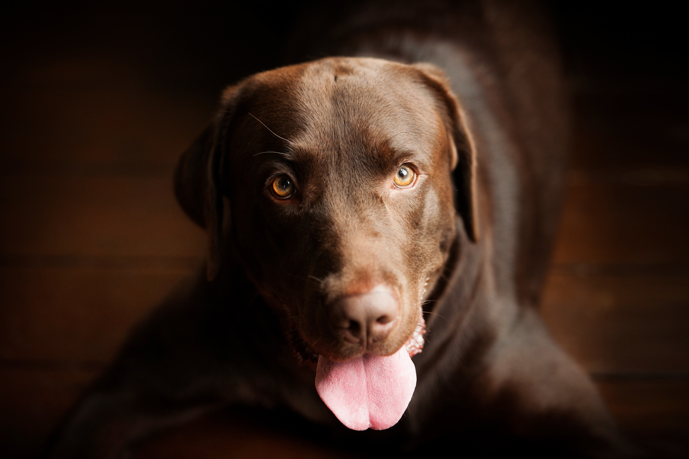 Best Ways to Get That Pawsome Dog Pawtrait | White Room Studio